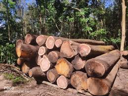 Premium Timber
